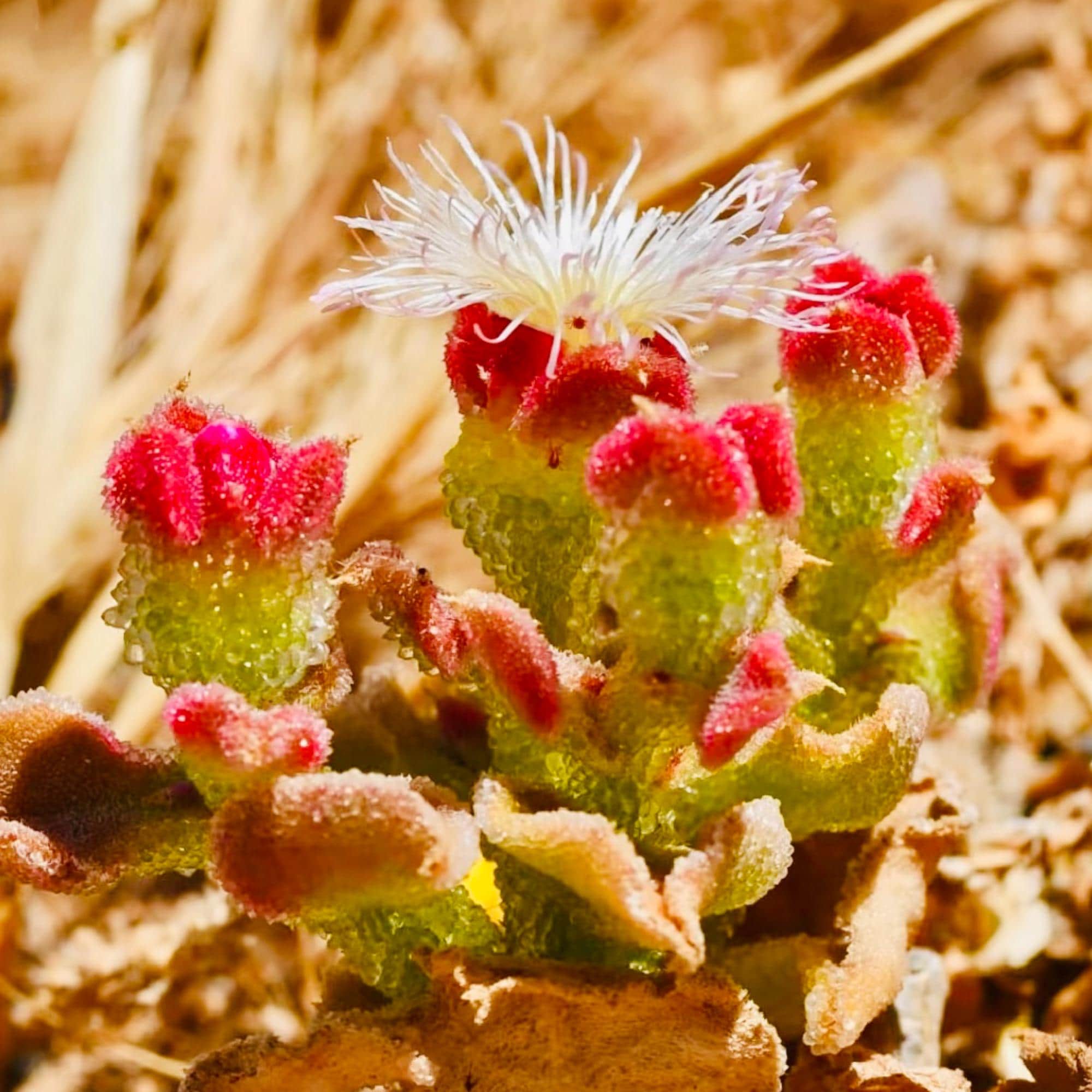 Mesembryanthemum Crystallinum Succulent - Etsy Denmark