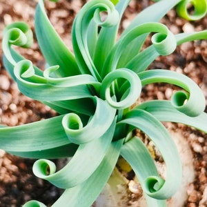 10 Seeds Albuca concordiana ‘Spring Grass’ Rare Succulent Seed Succulents Meaty Plants Bonsai