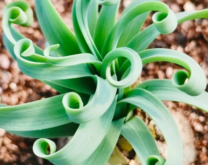10 Seeds Albuca concordiana ‘Spring Grass’ Rare Succulent Seed Succulents Meaty Plants Bonsai