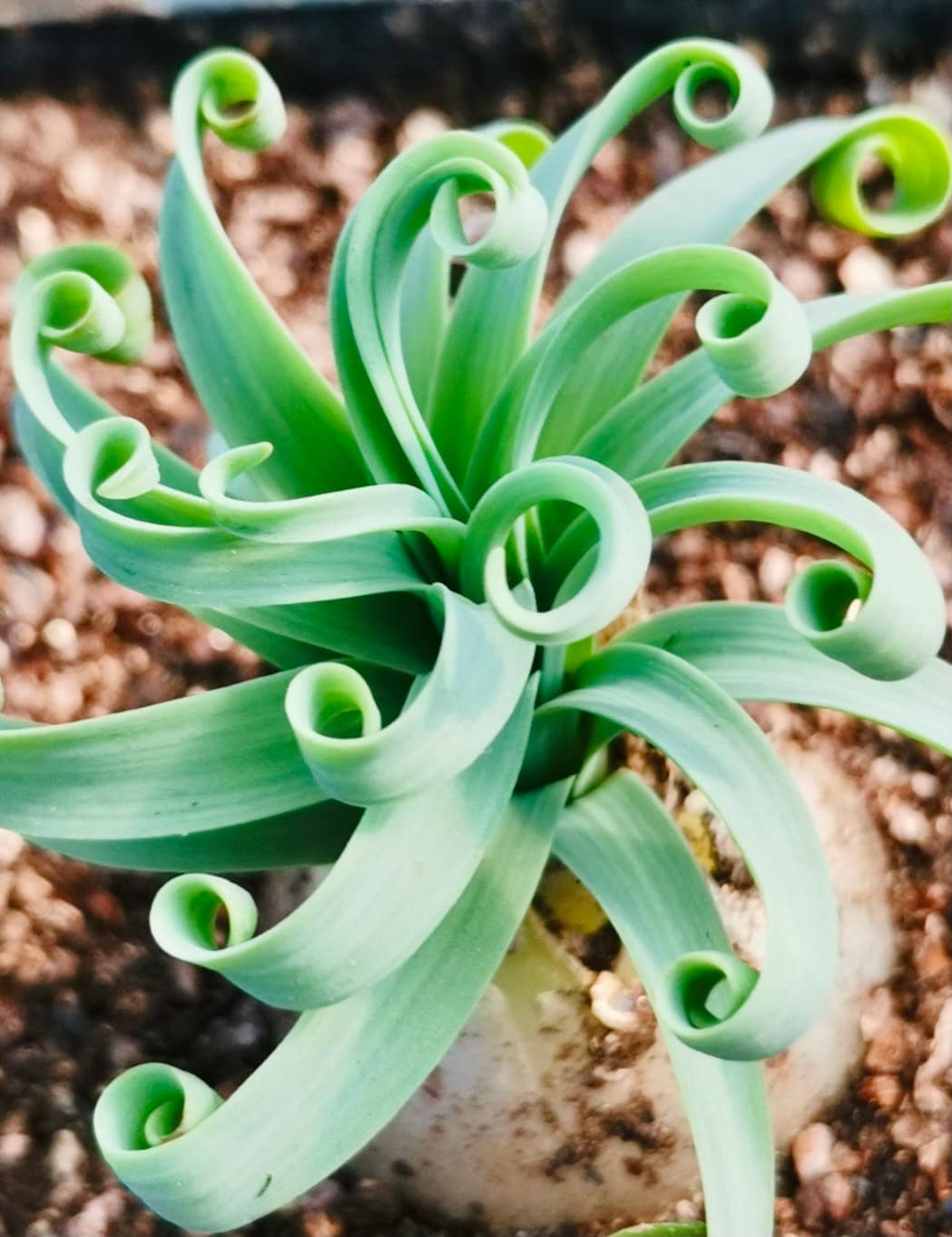 Myrtillocactus - Etsy 日本