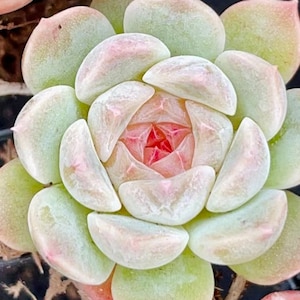 10 Semillas Echeveria 'Ámbar' extremadamente raras RECOMENDADO Plantas suculentas carnosas