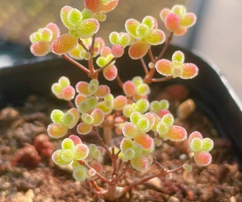 10 Seeds Drosanthemum globosum Very Rare Succulent Seed Pink Succulents Meaty Plants image 4