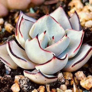 May include: Close-up of a succulent plant with thick, pale green leaves edged in deep red and dark purple. The tips of the leaves have a red hue. The plant is surrounded by small pebbles and soil.