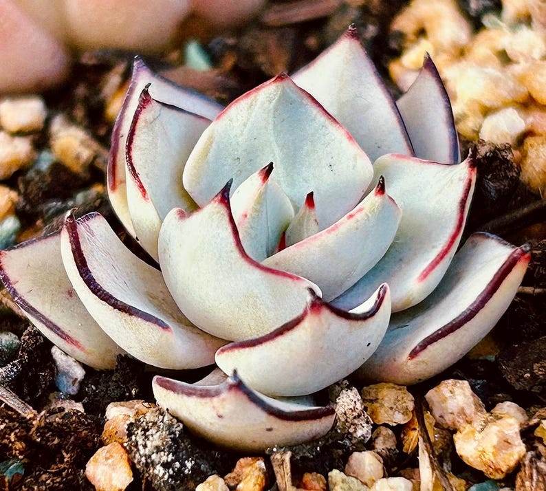 May include: Close-up of a succulent plant with thick, pale green leaves edged in deep red and dark purple. The tips of the leaves have a red hue. The plant is surrounded by small pebbles and soil.
