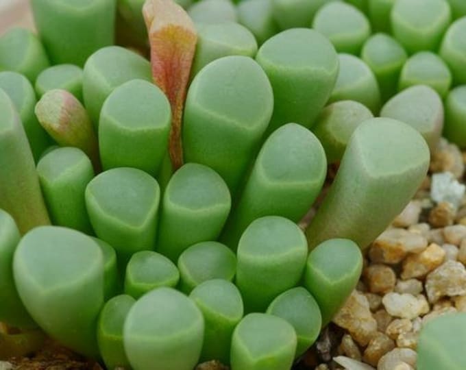 10 Seeds Fenestraria aurantiaca / Baby toes Seed Rare Succulent Pink Purple Mountain Rose Bonsai Plant Flower Succulents Meaty Plants