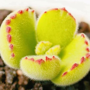 10 Seeds Cotyledon tomentosa ’Bear’s Paw’ Succulent Seed lovely Succulents Meaty Plants