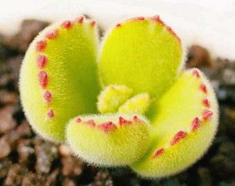 10 Seeds Cotyledon tomentosa ’Bear’s Paw’ Succulent Seed lovely Succulents Meaty Plants