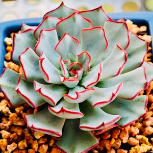 May include: Close-up of a succulent plant with pale green leaves edged in red. The plant is in a blue pot, surrounded by small, tan pebbles. The leaves form a rosette shape.