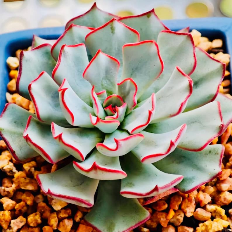 May include: Close-up of a succulent plant with pale green leaves edged in red. The plant is in a blue pot, surrounded by small, tan pebbles. The leaves form a rosette shape.