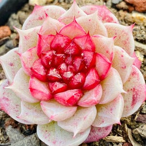 Può includere: Primo piano di una pianta succulenta con petali stratificati. Il centro è di un rosso intenso, che sfuma nel rosa e poi in un bianco-verde pallido verso i bordi esterni. Le foglie della pianta hanno una forma appuntita e sono disposte a spirale.