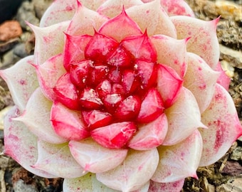 Echeveria Red Velvet Hybrids Succulente Semi Succulente (10 Semi)