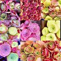 10 Seeds Rare Mountain Rose Seed MIX Greenovia Succulent Pink Purple Bonsai Plant Flower Succulents Meaty Plants product logo