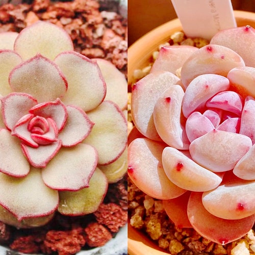 10 Seeds Echeveria moranii(white leaf) X orange monroe hybrid Rare Succulent Seed Pink Succulents Meaty Plants seeds