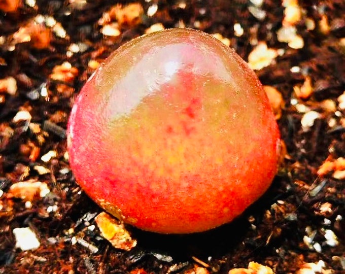 10 Seeds MIX Conophytum burgeri sp Very Rare Succulent Seed Pink Plant Flower Succulents Meaty Plants Living stone