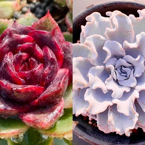 10 Samen Echeveria Blood Maria (Schwarze Königin, Schwarze Rose) X &#39;white Madiba&#39; Hybriden Sukkulenten Samen lila Sukkulenten Fleischpflanzen