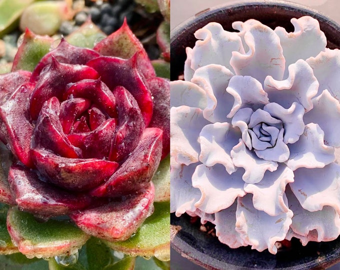 10 Seeds Echeveria Blood Maria (Black Queen, Black rose) X 'white madiba' Hybrids Succulent Seed Purple Succulents Meaty Plants