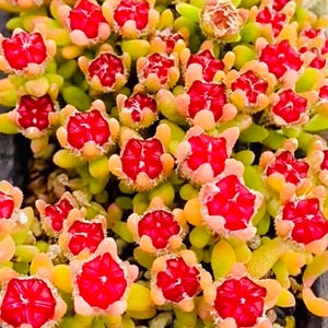 May include: Close-up of a succulent plant with vibrant red, star-shaped flowers. The flowers are surrounded by light orange petals and set against a backdrop of yellow-green leaves. The plant has a dense, textured appearance.