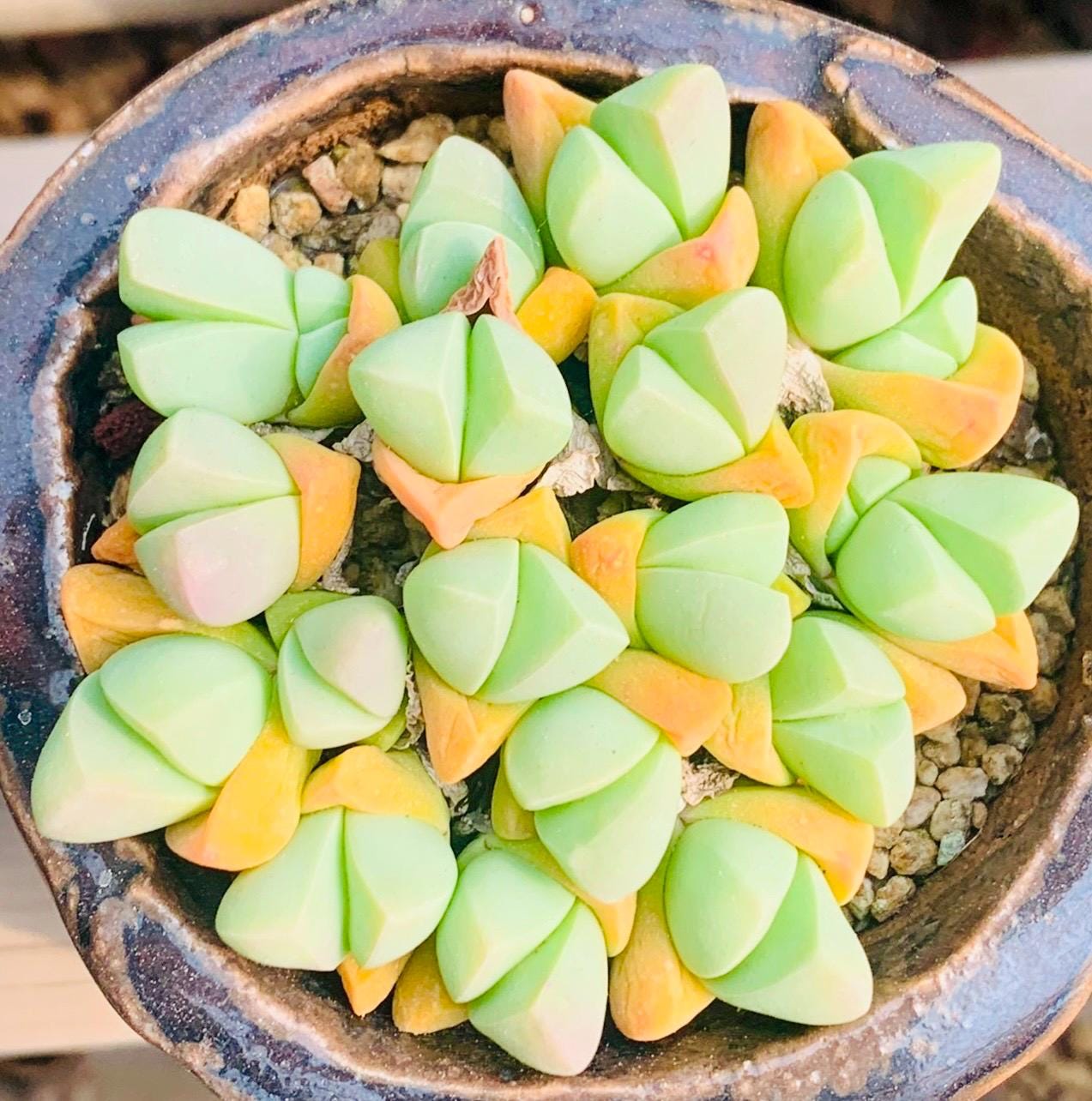 Conophytum pageae - Etsy 日本