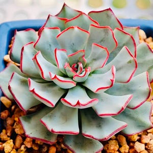 May include: Close-up of a succulent plant with pale green leaves edged in red. The plant is in a blue pot filled with small, tan pebbles. The leaves form a rosette shape.