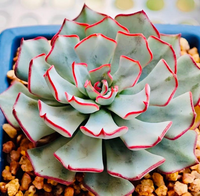 May include: Close-up of a succulent plant with pale green leaves edged in red. The plant is in a blue pot filled with small, tan pebbles. The leaves form a rosette shape.