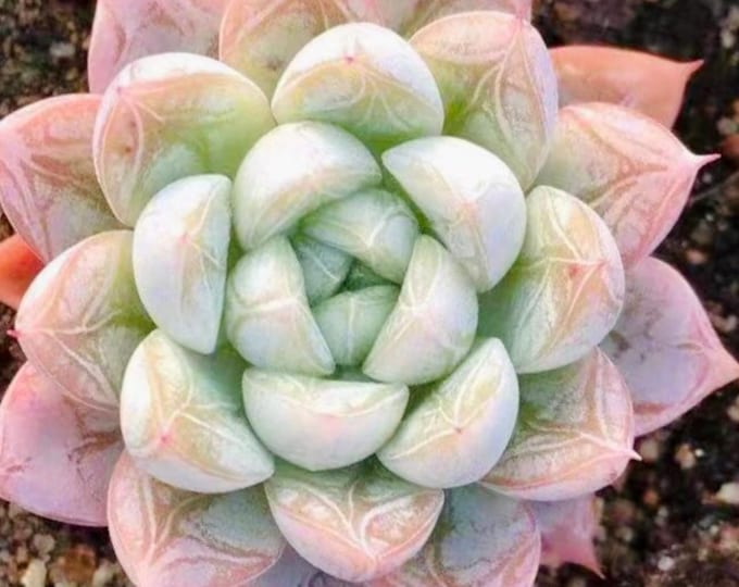 10 Seeds Echeveria ‘Alba’ X Tolimanensis Rare Hybrid Succulent Seed Pink Purple Plant Flower Succulents Meaty Plants
