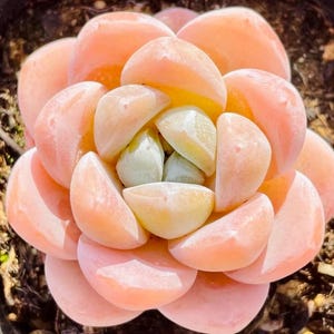 10 seeds Echeveria Ice Green X laui New Hybrid Seed Rare Succulent Pink Purple Seeds Plant Flower Succulents Meaty Plants