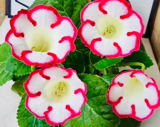 10 Seeds of Rare Gloxinia Sinningia Speciosa 'Pink Loop' Hybrid | Pink Blooms, Collector's Choice | Premium Easy-Care Houseplant