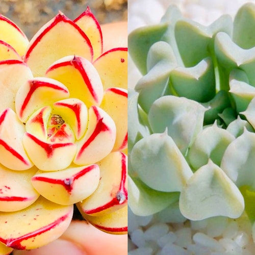 10 seeds Echeveria ‘Cinderella’ X runyonii 'Topsy Turvy' NEW Hybrid Seed Rare Succulent Seeds Succulents Meaty Plants