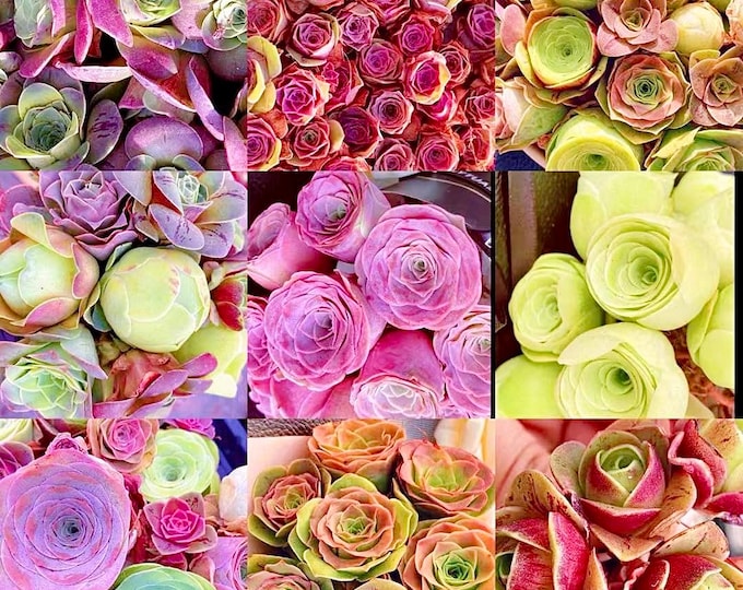 10 Seeds Rare Mountain Rose Seed MIX Greenovia Succulent Pink Purple Bonsai Plant Flower Succulents Meaty Plants
