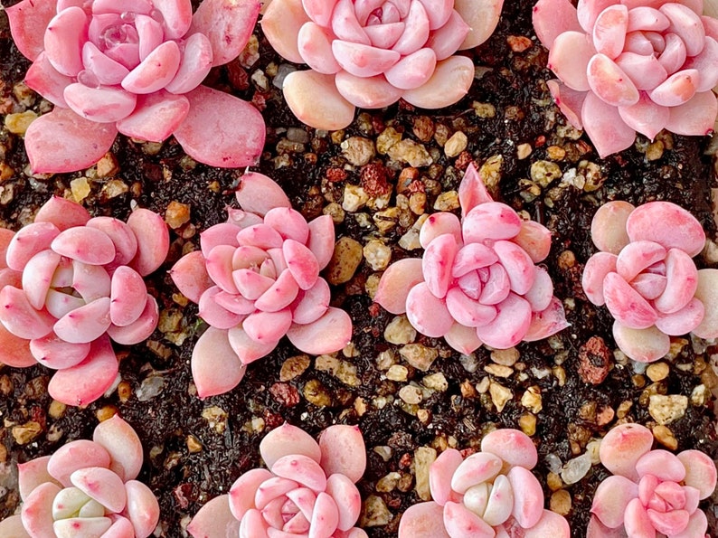 10 Seeds Echeveria Sugar Lo NEW hybrid Rare Succulent Seed Pink Succulents Meaty Plants seeds image 5