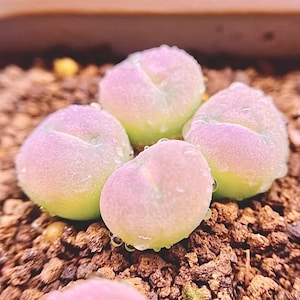 Conophytum concavum, flores blancas dulces Suculenta Piedra viva (10 semillas)