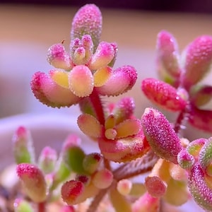 Variegated Drosanthemum stokoei Mesemb Succulent – Ice Plant (10 Seeds)