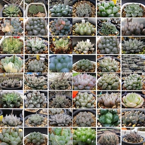 10 MIX Semillas Haworthia Cooperi sp MIX semillas Muy raras Suculentas Planta rosa Flor Suculentas Plantas carnosas