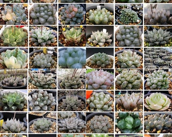 10 MIX Seeds Haworthia Cooperi sp MIX seed Very Rare Succulent Pink Plant Flower Succulents Meaty Plants