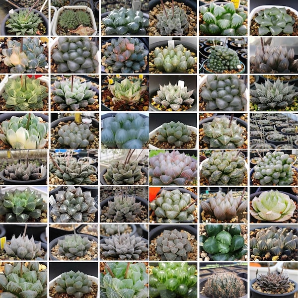 10 MIX Graines Haworthia Cooperi sp MIX graine Très Rare Succulente Rose Plante Fleur Succulentes Plantes Charnues