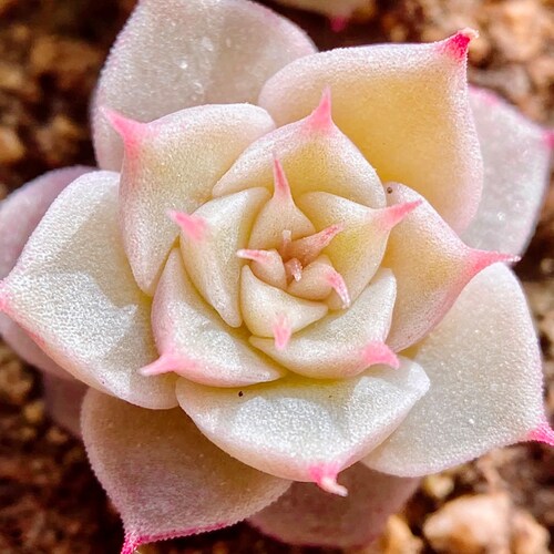 10 Seeds Echeveria ‘Silver Hay’ New hybrid seed Rare Succulent  Seeds Plant Flower Succulents Meaty Plants
