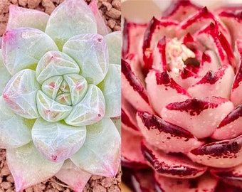 10 Samen Echeveria Colorata Tapalpa X Blood Romeo Seltene Hybriden Sukkulenten Samen Samen Sukkulenten Fleischpflanzen