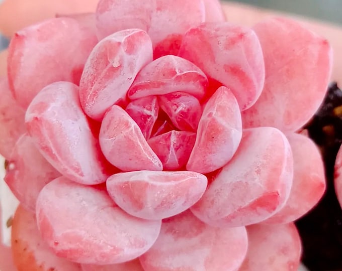 10 Seeds Echeveria ‘Snow Angel’ New! Seed Rare Succulent Pink Plant Flower Succulents Meaty Plants