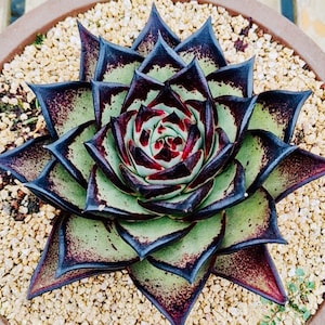 10 Semillas Echeveria Agavoides Ébano REAL 'Rey Negro' Bordes Oscuros Semillas Suculentas Plantas Carnosas