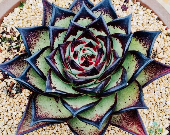 10 Seeds Echeveria Agavoides Ebony REAL ‘Black King’ Dark Edges Succulent Seed Succulents Meaty Plants