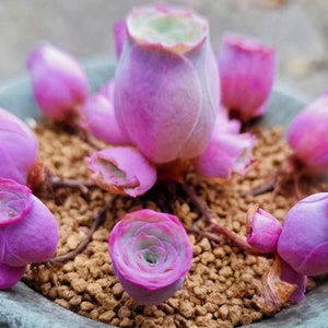 May include: A close-up of a succulent plant with vibrant purple and green hues. The plant, potted in a gray container, features multiple rounded, petal-like leaves. The soil is covered with small, light brown pebbles.
