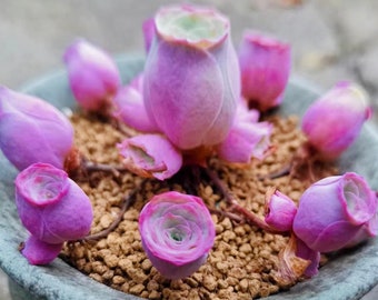 希少 アロカシア シャントリエリ ピンク Alocasia chantrieri pink /アロカシア シャントリエリ ピンク④