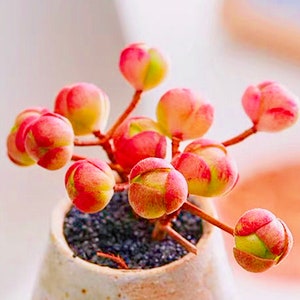 10 Semillas Aeonium saundersii Rara Semilla Suculenta Rosa Suculentas Plantas Carnosas