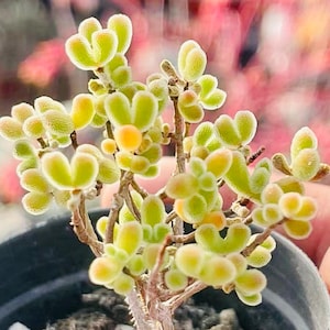 May include: Close-up of a small succulent plant with light green, heart-shaped leaves and yellow accents. The plant is in a black pot, with a blurred pink background. The plant has a woody stem.