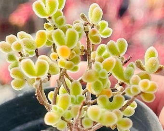 10 Seeds Drosanthemum schoenlandianum Very Rare Succulent Meaty Plant