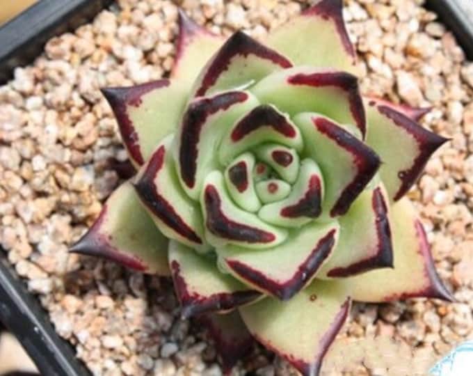 10 Seeds Echeveria agavoides Ebony Rare Succulent Seed Black-Edge Plant Flower Succulents Meaty Plants