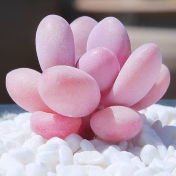 10 seeds Graptopetalum Amethystinum Lavender Pebbles Seed Rare Succulent Pink Purple Plant Succulents Meaty Plants