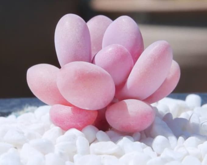 10 seeds Graptopetalum Amethystinum Lavender Pebbles Seed Rare Succulent Pink Purple Plant Succulents Meaty Plants