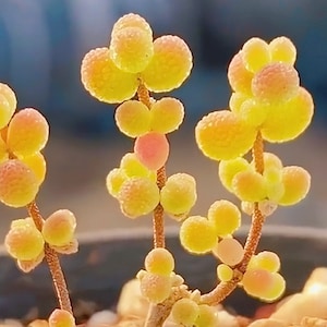 10 Seeds Drosanthemum sp 6 k sw Kliprand (rice gram) Very Rare Succulent Seed Pink Succulents Meaty Plants