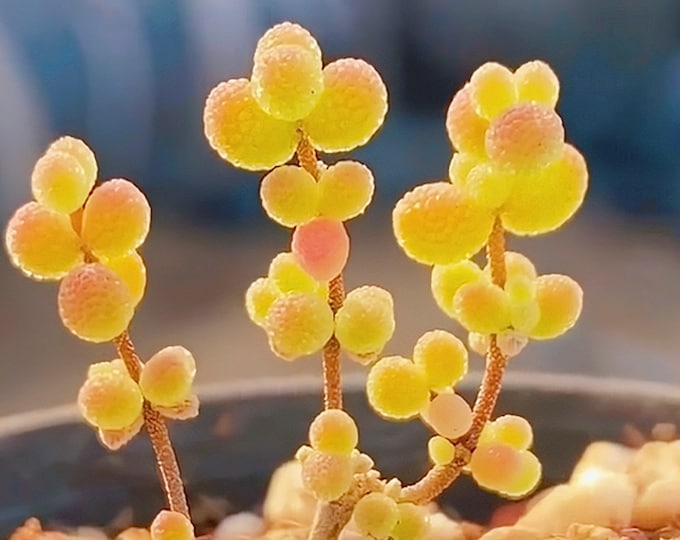 10 Seeds Drosanthemum sp 6 k sw Kliprand (rice gram) Very Rare Succulent Seed Pink Succulents Meaty Plants